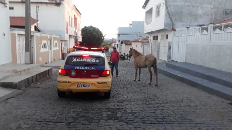 Prefeitura de Guanambi recolhe animal solto em via pública