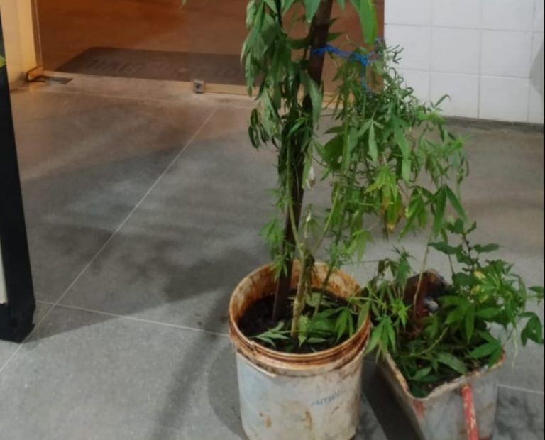 Caetité: Polícia prende suspeito de agredir companheira e encontra pés de maconha na residência