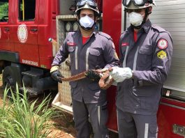 Bombeiros de Barreiras jiboia