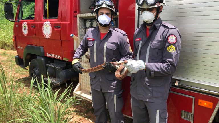 Bombeiros de Barreiras jiboia