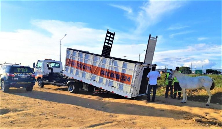 Animais soltos br-116 Vitória da Conquista