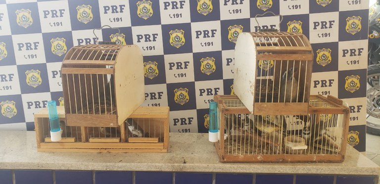 aves silvestres prf br-116