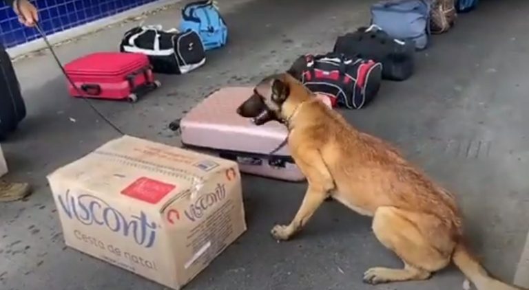 cão farejador prf k9 vitória da conquista