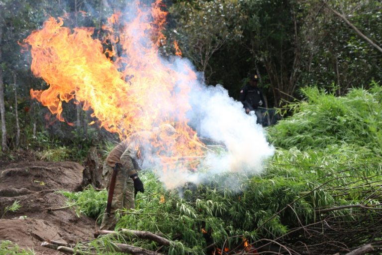 Polícia erradicou um milhão de pés de maconha na Bahia em 2021
