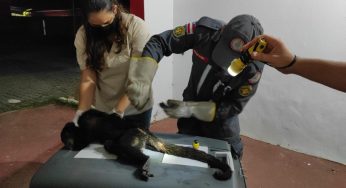 Bombeiros ajudaram a cuidar de macaco atropelado em Barreiras