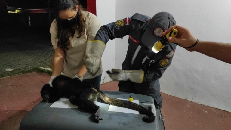 Bombeiros ajudaram a cuidar de macaco atropelado em Barreiras