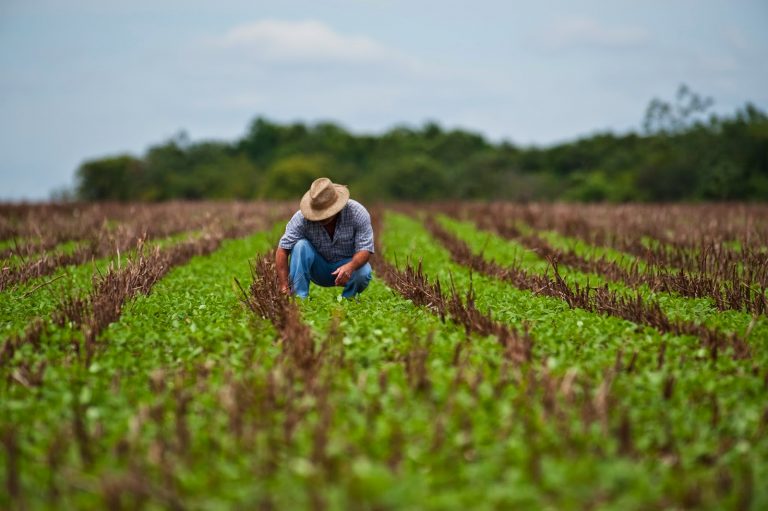 técnico agrícola