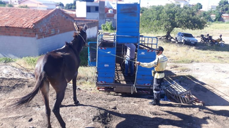 Sem água e sem comida há dias, mula foi resgatada por agentes de trânsito em Guanambi