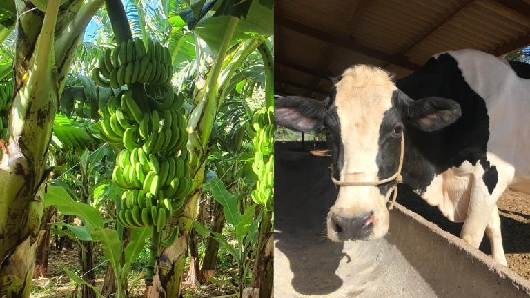 IF Baiano oferta vagas nos cursos técnicos em Agricultura e Zootecnia em Guanambi