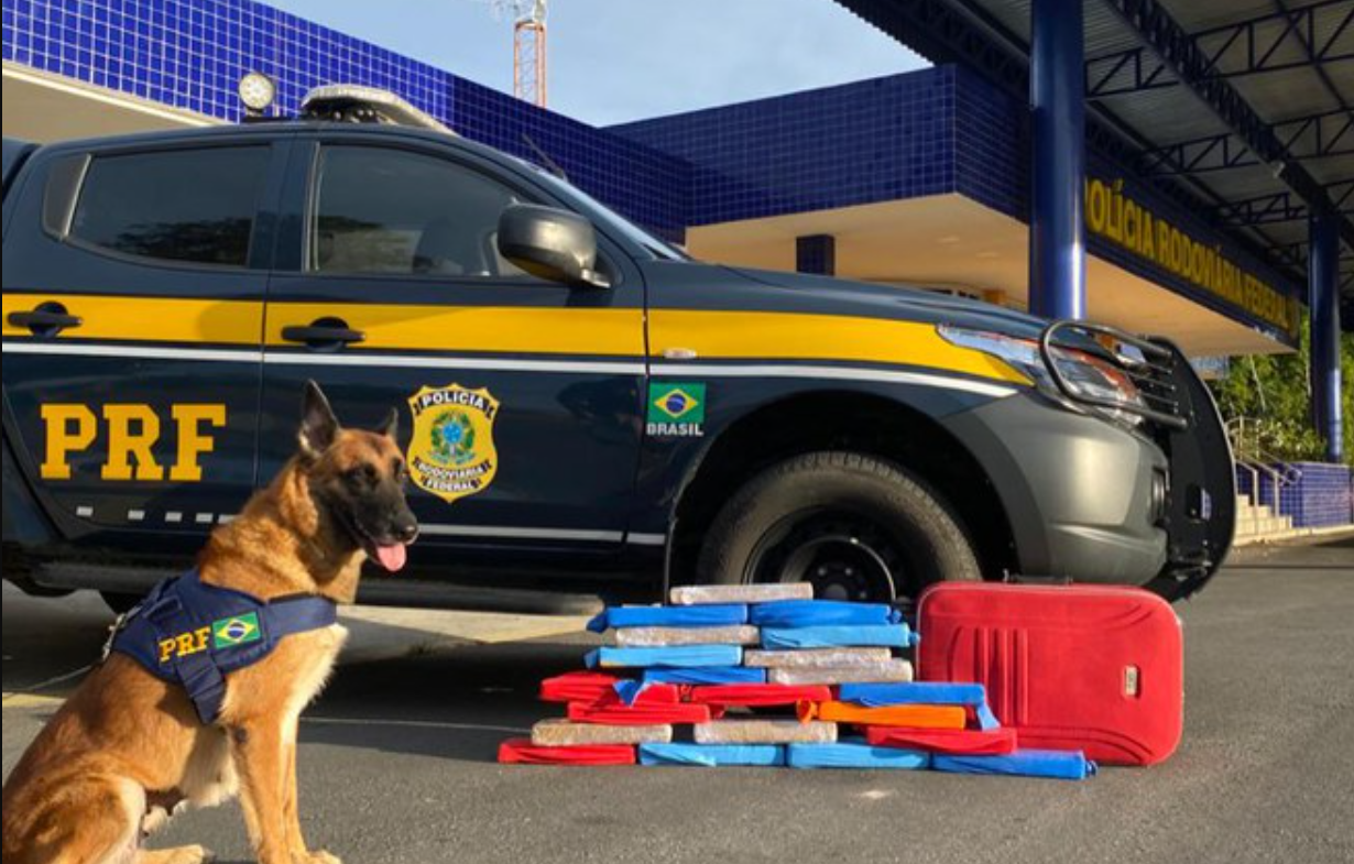 Com ajuda de cão farejador, PRF encontra 20 quilos de maconha dentro de ônibus em Vitória da Conquista