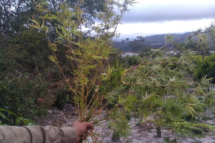 07-maconha-apreendida-em-sitio-na-cidade-de-rio-de-contas-12-10-achei-sudoeste