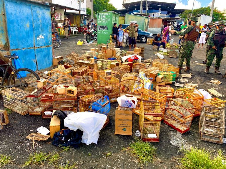 Operação em feira irregular resgatou 383 animais silvestres em Feira de Santana