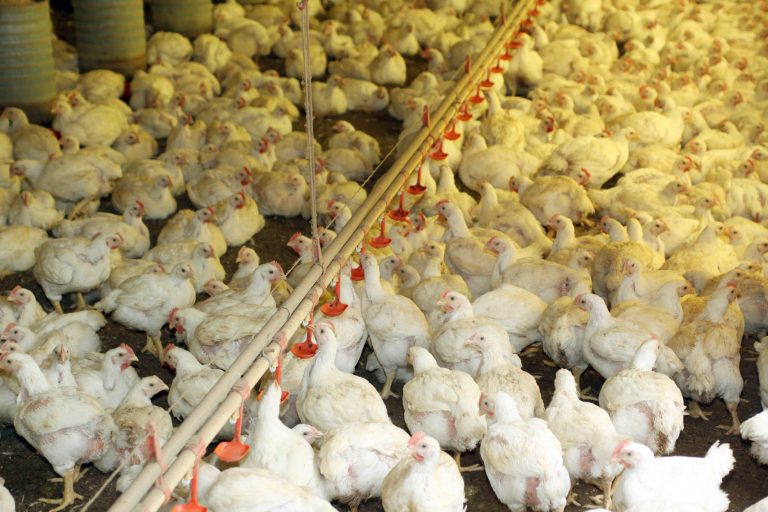 Produção de ovos e abate de frangos batem recordes na Bahia