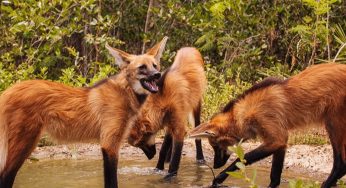 Filhotes de lobos-guarás serão reintroduzidos à natureza em Luis Eduardo Magalhães