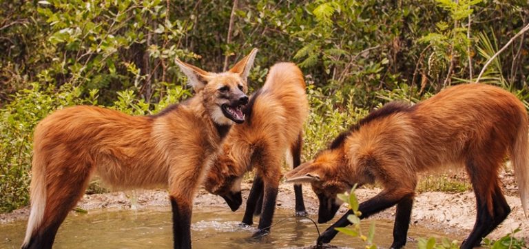 Filhotes de lobos-guarás serão reintroduzidos à natureza em Luis Eduardo Magalhães