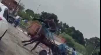 Cavalo cai após puxar carroça com excesso de peso em Feira de Santana