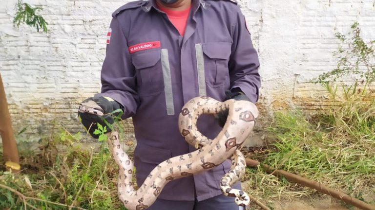 Bombeiros capturaram cobra na antiga  rodoviária de Bom Jesus da Lapa