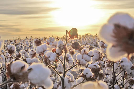 Colheita do algodão na Bahia é estimada 520 mil toneladas neste ano