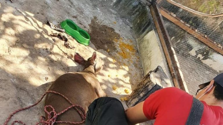 Veado foi resgatado por bombeiros após ser atropelado em Barreiras