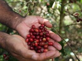 Foto mostra grãs de café na mão de um homem. Ao fundo, uma plantação. - Workshop do Café
