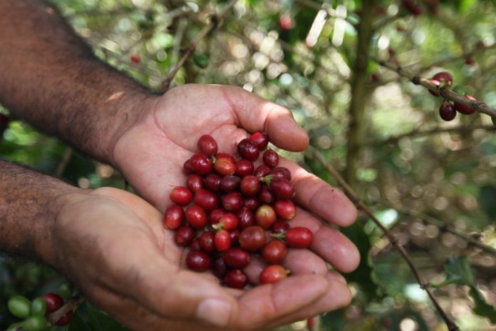 Foto mostra grãs de café na mão de um homem. Ao fundo, uma plantação. - Workshop do Café