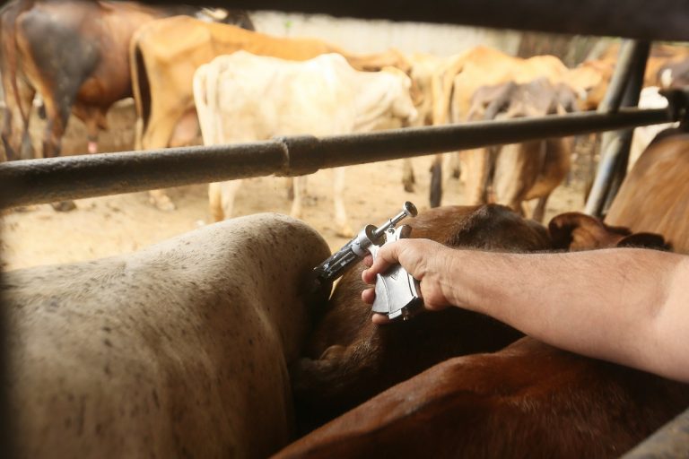 Bahia alcançou 93,3% do rebanho vacinado contra febre aftosa