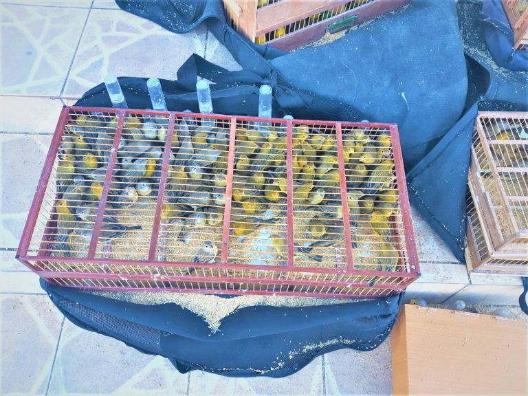 PRF resgatou 800 pássaros transportados dentro de porta-malas de veículo na Chapada Diamantina