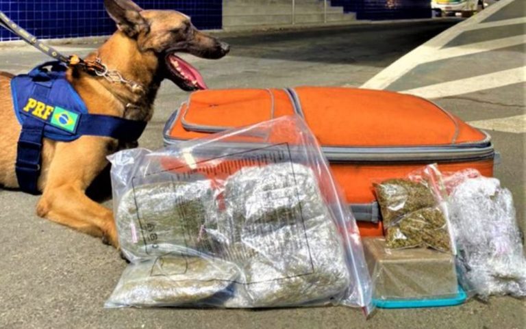 Cão farejador encontrou maconha dentro de bagagem de passageira em Vitória da Conquista