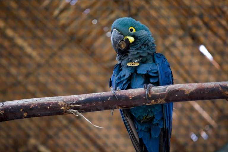 Conselho realizará debate sobre obra de complexo eólico perto de habitat de arara-azul-de-lear na BA