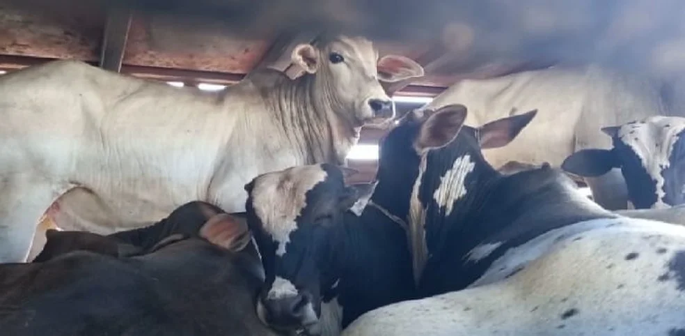 Polícia recupera 140 cabeças de gado roubadas em Minas, destino da carga seria Guanambi