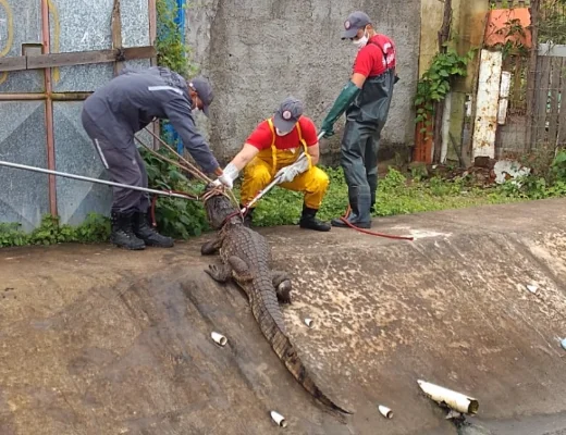 Bombeiros resgataram jacaré de canal de drenagem em Feira de Santana