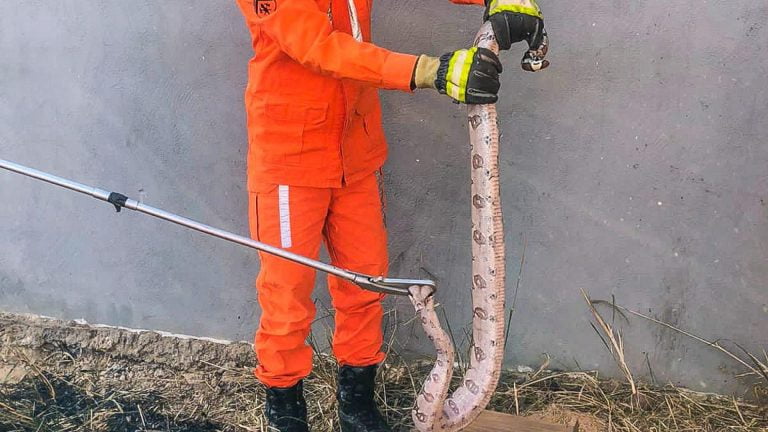 Bombeiros resgataram jiboia após incêndio em vegetação em Barreiras