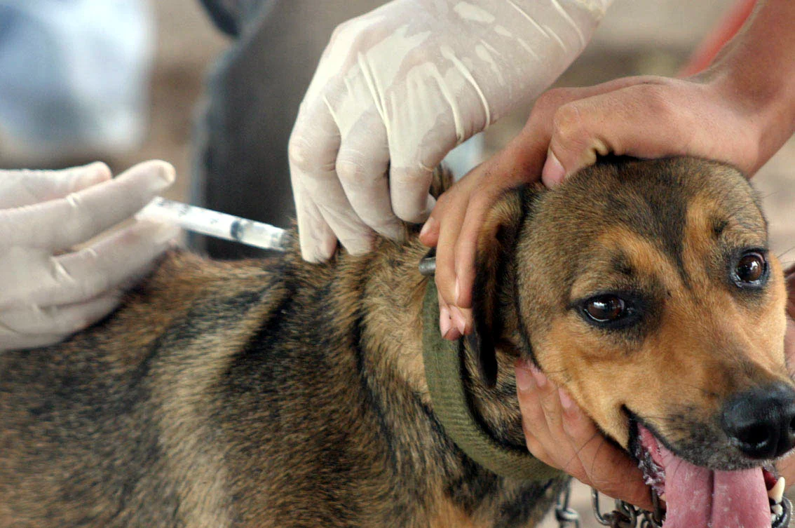 Vitória da Conquista iniciou campanha de vacinação antirrábica para cães e gatos
