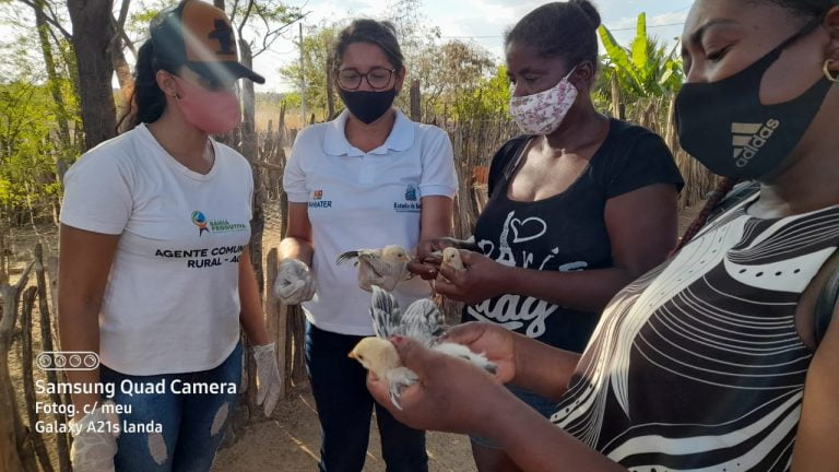 Comunidade quilombola de Bom Jesus da Lapa é capacitada em manejo de galinhas caipiras