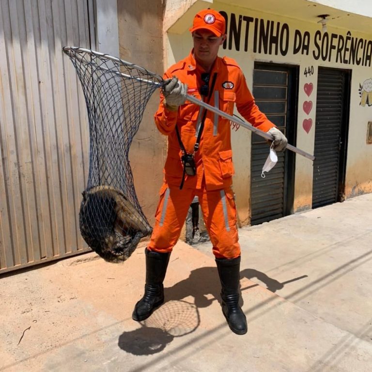 Tamanduá-mirim foi resgatado em muro de residência em Barreiras