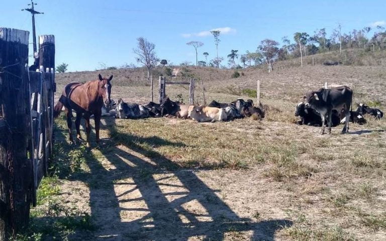 Gado avaliado R$110 mil foi recuperado após ter sido furtado em Itapetinga