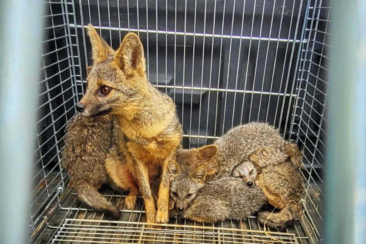 Família de raposas foi resgatada na pista do aeroporto de Vitória da Conquista