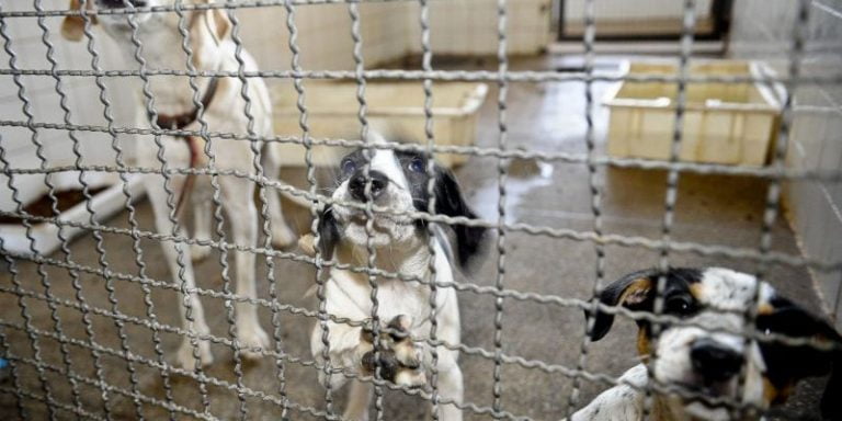 Sancionada lei que proíbe eliminação de cães e gatos por órgãos públicos