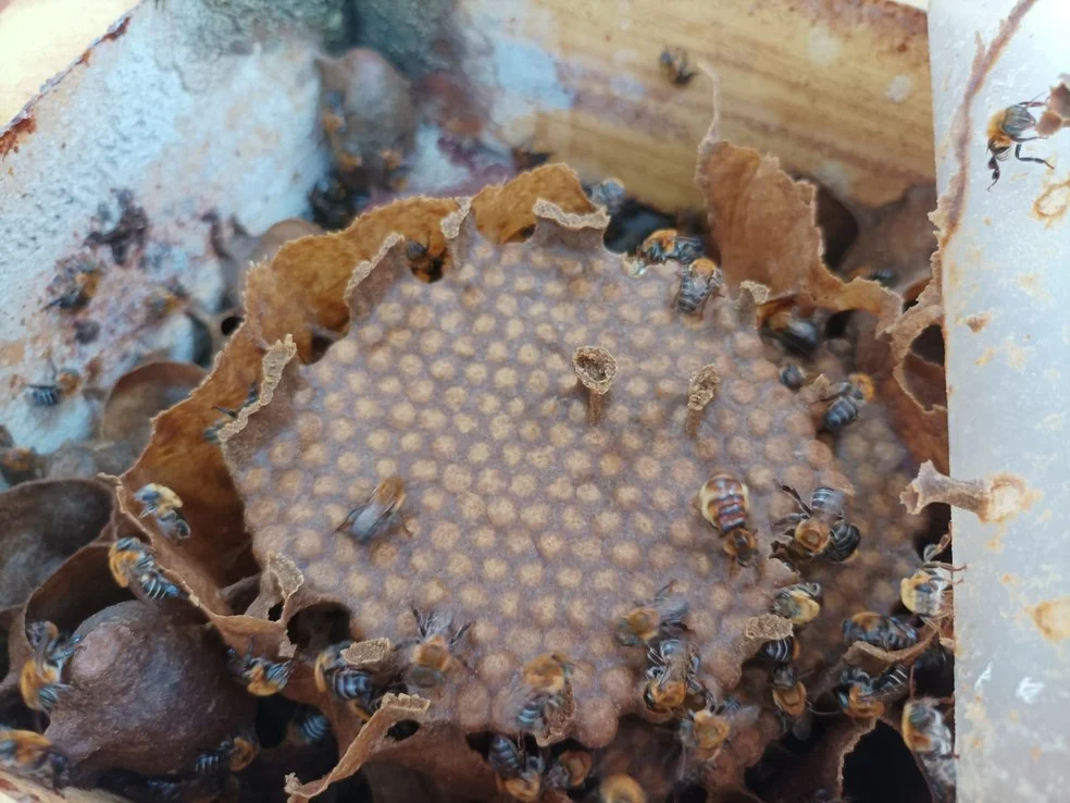 Baianos criam escola para ensinar sobre importância das abelhas