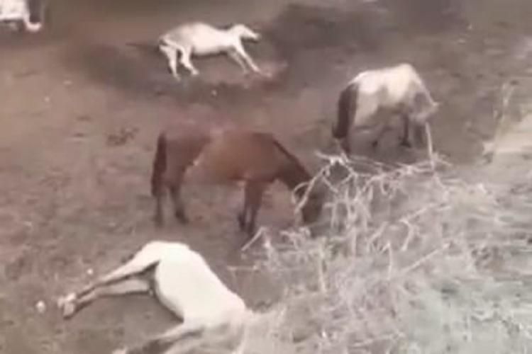Prefeitura de Vitória da Conquista nega maus tratos contra animais pela Sesep