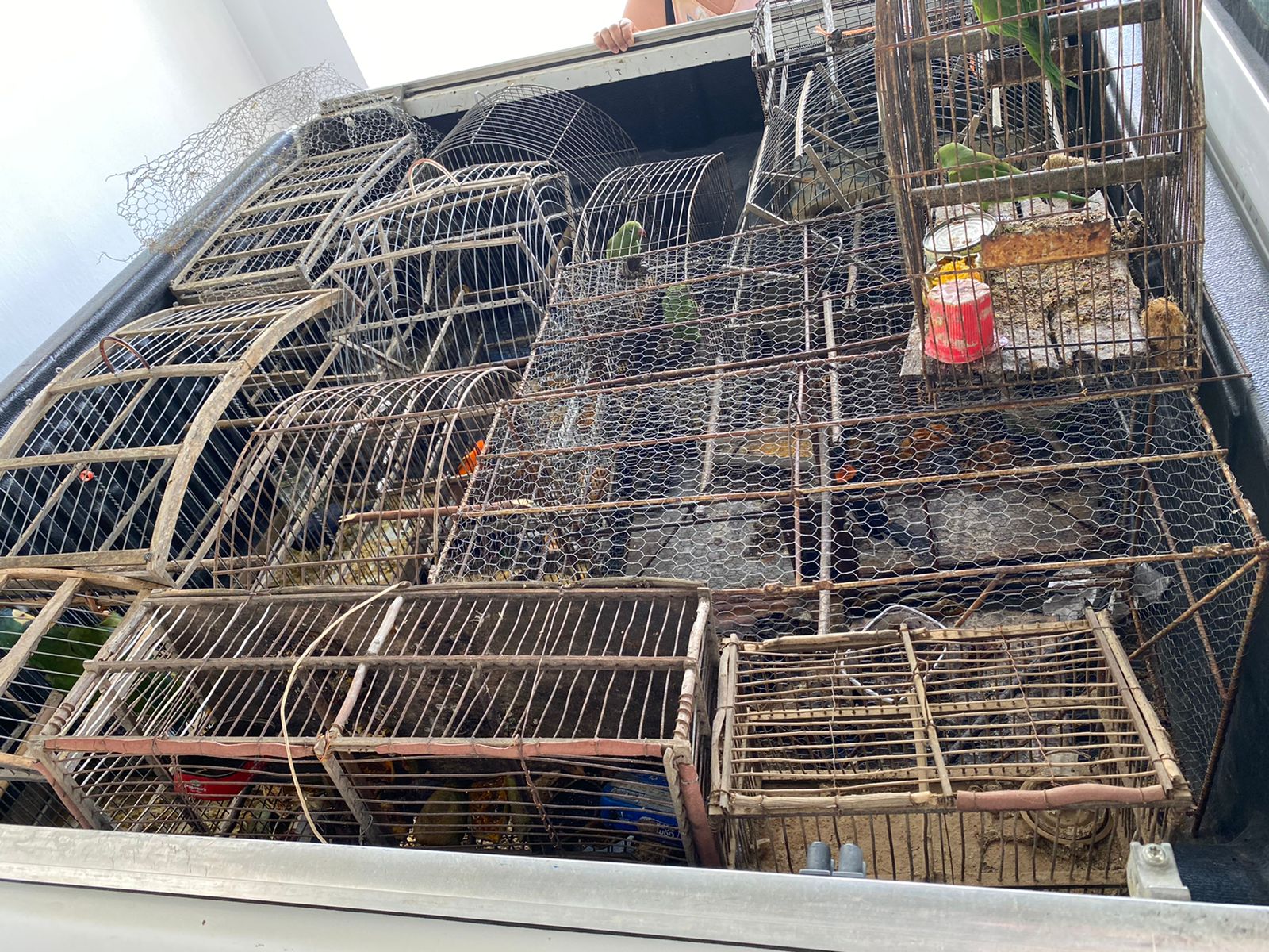 Fiscalização resgatou pássaros silvestres mantidos em cativeiro em Guanambi