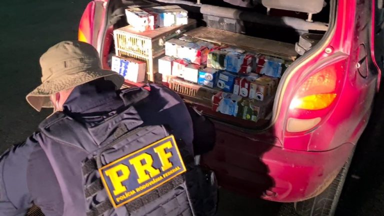 Mais de mil pássaros silvestres foram resgatados na BR-116 em Jequié