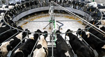 Barreiras e região impulsiona cadeia produtiva do leite na Bahia