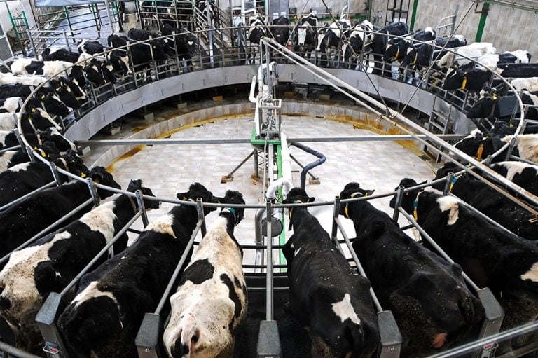 Barreiras e região impulsiona cadeia produtiva do leite na Bahia