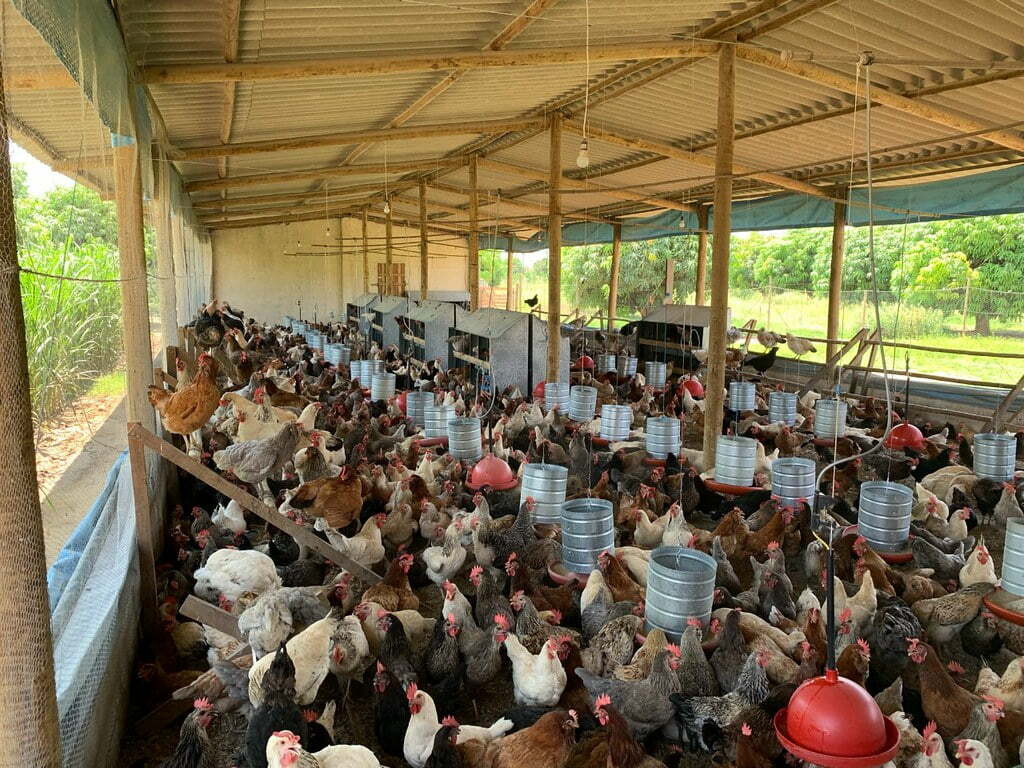 Criação de galinhas caipiras diversifica atividades em projeto de irrigação de Ceraíma, em Guanambi