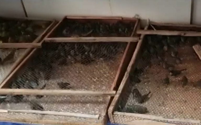 Mais de mil animais silvestres foram encontrados em porta-mala de carro em Feira de Santana