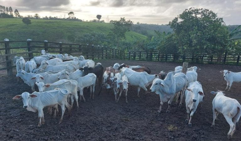 Integrantes de quadrilha especializada em roubos de animais foram presos na Bahia