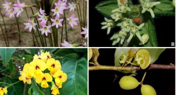 Professor da Uesb catalogou mais de mil espécies de plantas da flora de Vitória da Conquista