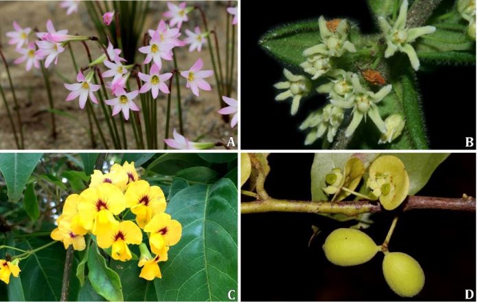 espécies de plantas da flora de Vitória da Conquista