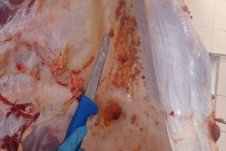 Bovino abatido foi diagnosticado com tuberculose em Brumado